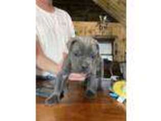 Cane Corso Puppy for sale in Barrington, RI, USA