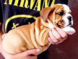 Bulldog Puppy for sale in Norwood, MA, USA