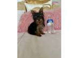 Yorkshire Terrier Puppy for sale in Homewood, IL, USA