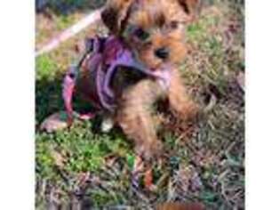 Yorkshire Terrier Puppy for sale in Georgetown, SC, USA