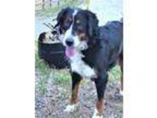Bernese Mountain Dog Puppy for sale in Bozeman, MT, USA