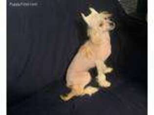 Chinese Crested Puppy for sale in Staten Island, NY, USA