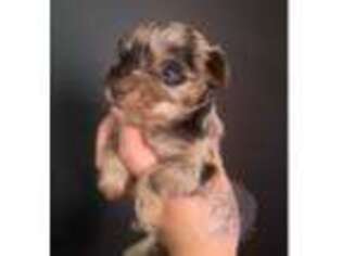 Mutt Puppy for sale in Muskogee, OK, USA