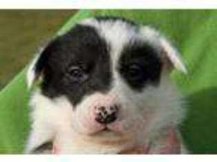 Border Collie Puppy for sale in Charles Town, WV, USA