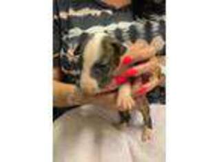 Bull Terrier Puppy for sale in Van Buren, AR, USA