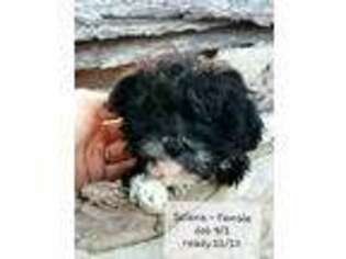Mutt Puppy for sale in Beaver Springs, PA, USA