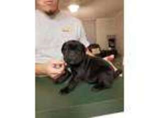 Cane Corso Puppy for sale in Mooresville, NC, USA