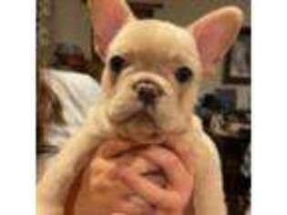 French Bulldog Puppy for sale in Johnstown, CO, USA