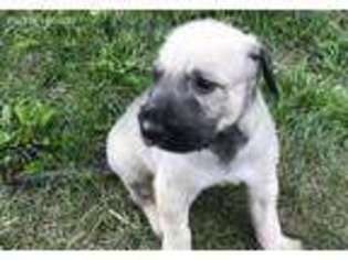Irish Wolfhound Puppy for sale in Battle Creek, MI, USA
