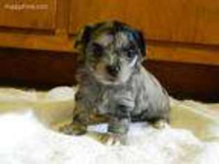 Mutt Puppy for sale in Gallitzin, PA, USA