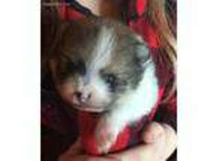 Pomeranian Puppy for sale in Newville, AL, USA