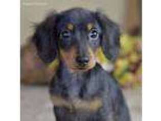 Dachshund Puppy for sale in Anderson, MO, USA