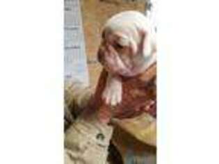 Valley Bulldog Puppy for sale in Benson, NC, USA