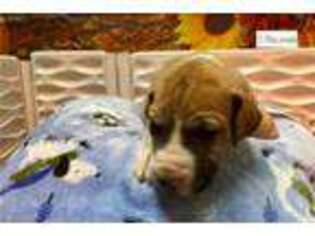 Great Dane Puppy for sale in Joplin, MO, USA