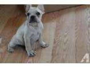French Bulldog Puppy for sale in MOSS POINT, MS, USA