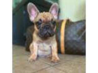 French Bulldog Puppy for sale in Frisco, TX, USA