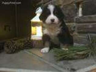 Bernese Mountain Dog Puppy for sale in Pueblo, CO, USA