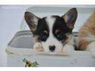 Pembroke Welsh Corgi Puppy for sale in Lake City, MI, USA