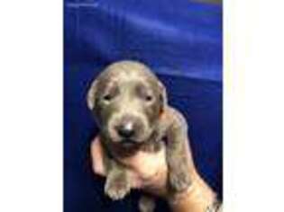 Labrador Retriever Puppy for sale in Navarre, FL, USA