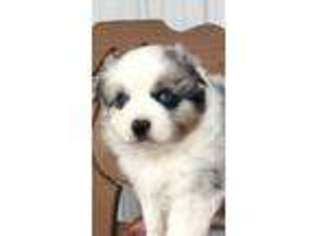 Miniature Australian Shepherd Puppy for sale in Bell Buckle, TN, USA