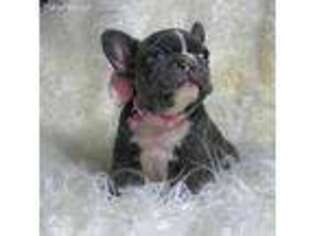 French Bulldog Puppy for sale in Thomasville, NC, USA