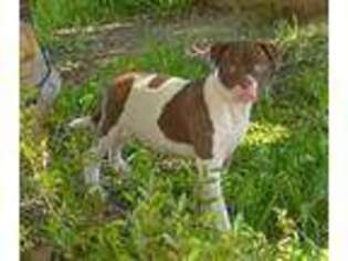 American Bulldog Puppy for sale in West Covina, CA, USA
