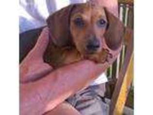 Dachshund Puppy for sale in Manning, SC, USA
