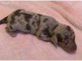 Dachshund Puppy for sale in Carrollton, MO, USA