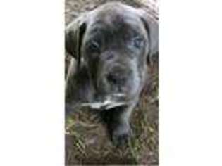 Cane Corso Puppy for sale in Porter, TX, USA