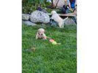 Labrador Retriever Puppy for sale in Fresno, CA, USA
