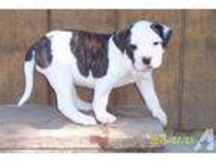 American Bulldog Puppy for sale in SHELTON, WA, USA
