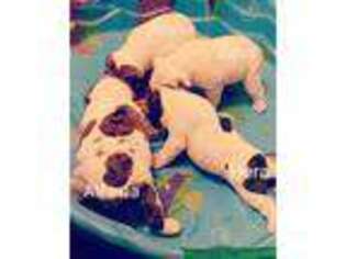 Olde English Bulldogge Puppy for sale in Westfield, NY, USA