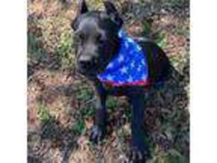 Cane Corso Puppy for sale in Beeville, TX, USA