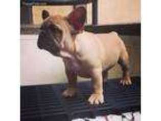 French Bulldog Puppy for sale in West Chicago, IL, USA