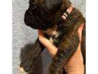 Boxer Puppy for sale in Chester, SC, USA