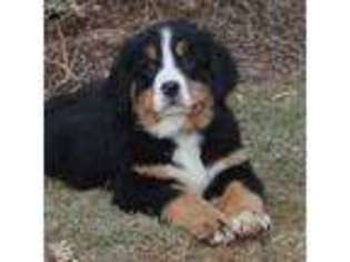 Bernese Mountain Dog Puppy for sale in Rebersburg, PA, USA