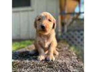 Goldendoodle Puppy for sale in Ellington, CT, USA
