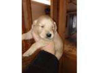 Golden Retriever Puppy for sale in Lanesboro, MN, USA