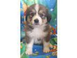 Bernese Mountain Dog Puppy for sale in Bassett, NE, USA