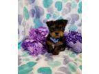 Yorkshire Terrier Puppy for sale in Talala, OK, USA