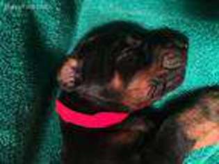 Doberman Pinscher Puppy for sale in Unknown, , USA