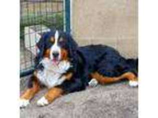 Bernese Mountain Dog Puppy for sale in Rhome, TX, USA