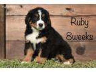 Bernese Mountain Dog Puppy for sale in Neosho, MO, USA