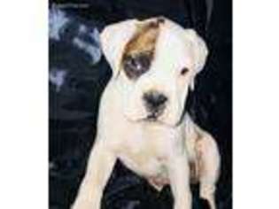 Boxer Puppy for sale in Buffalo, MN, USA