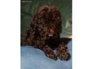 Labradoodle Puppy for sale in Hattiesburg, MS, USA