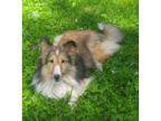 Shetland Sheepdog Puppy for sale in Louisville, KY, USA