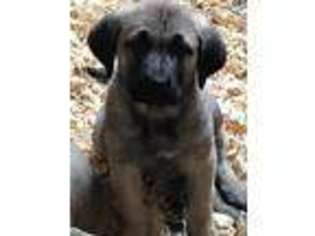 Anatolian Shepherd Puppy for sale in Upper Sandusky, OH, USA
