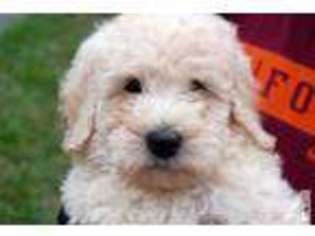 Labradoodle Puppy for sale in BRISTOW, VA, USA