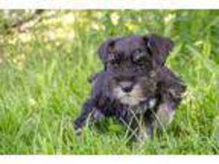 Mutt Puppy for sale in Tully, NY, USA