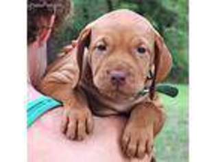 Vizsla Puppy for sale in Wimberley, TX, USA